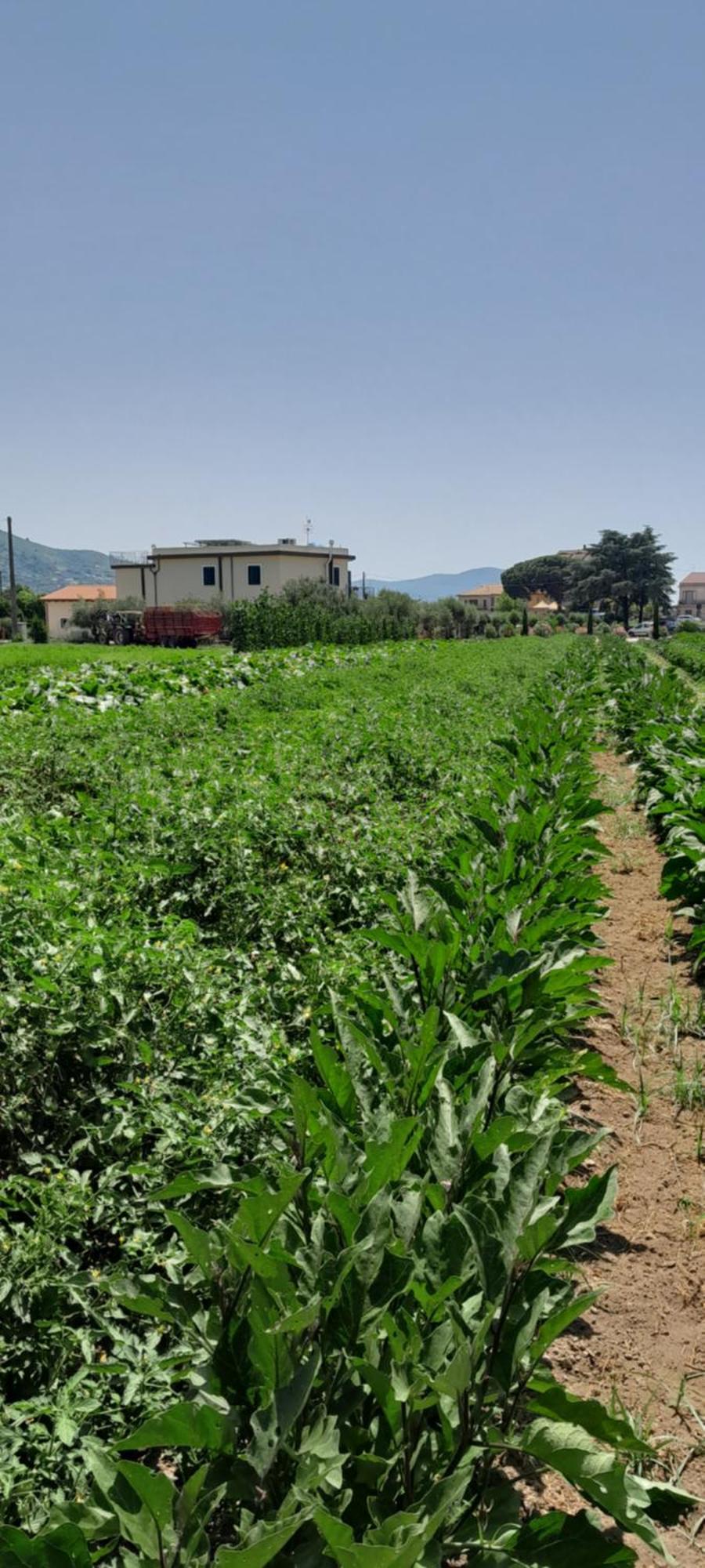 B&B Tenuta San Michele Capaccio Екстериор снимка