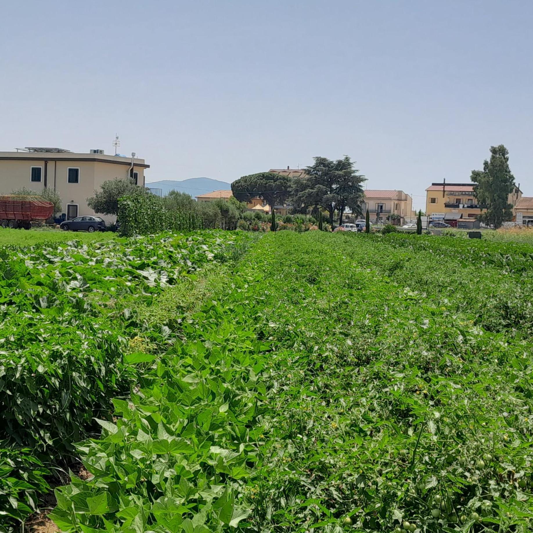 B&B Tenuta San Michele Capaccio Екстериор снимка
